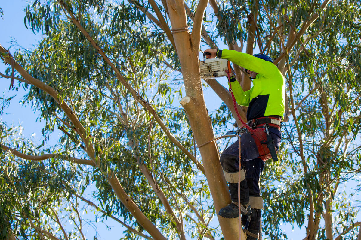 washington arborist does tree pruning service