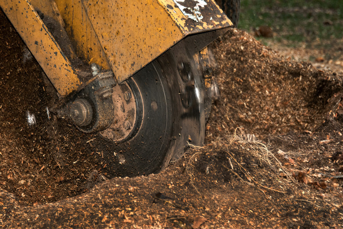 washington arborist does stump grinding service