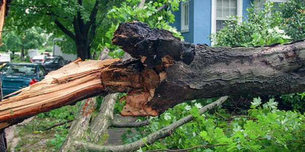 Storm damaged tree in need of 24-hour tree emergency service