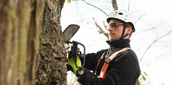 Certified Arborist uses chainsaw to cut down tree