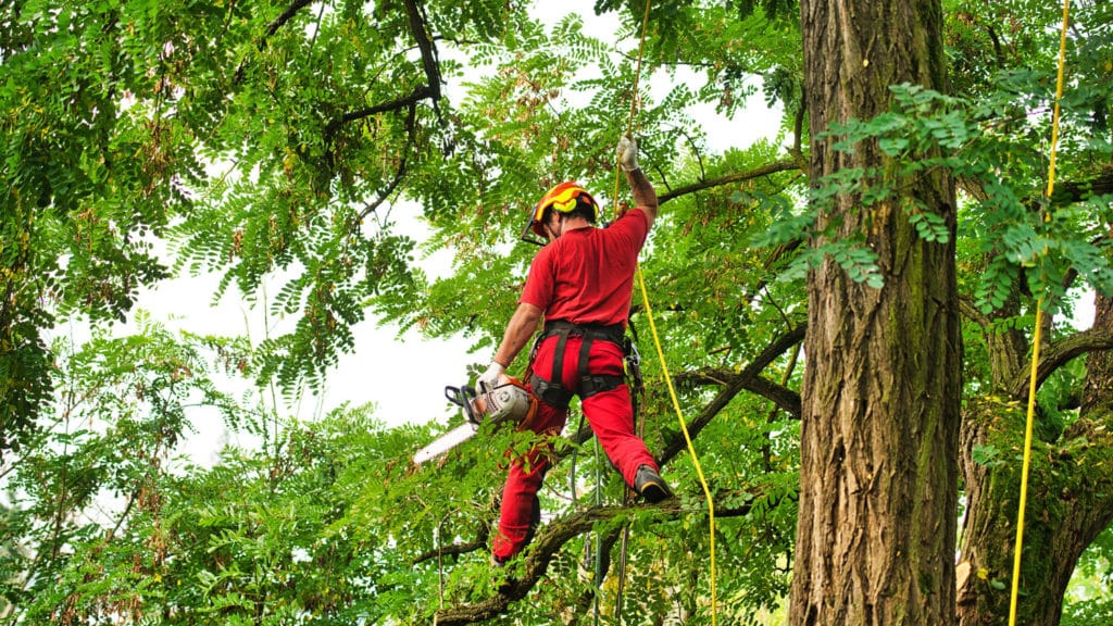 professional arborist stands on tree branches holding chainsaw