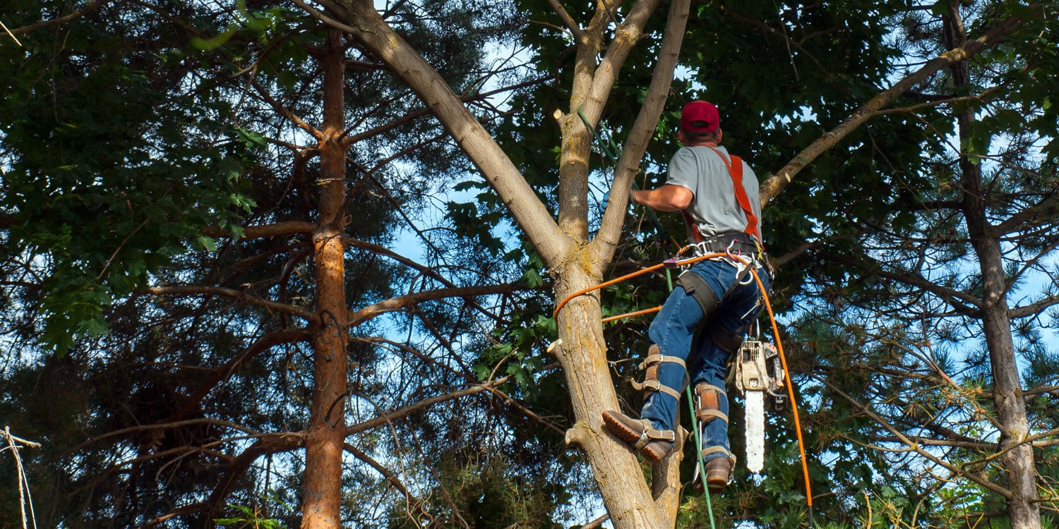professional arborist uses safety equipment to stand on tree branches and assess for tree limb removal after windstorm
