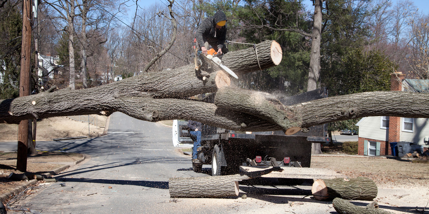 professional arborist uses chainsaw to cut tree limbs for residential tree removal