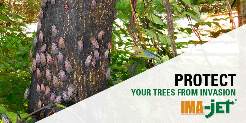 Tree with spotted lanternfly invasion - plant healthcare