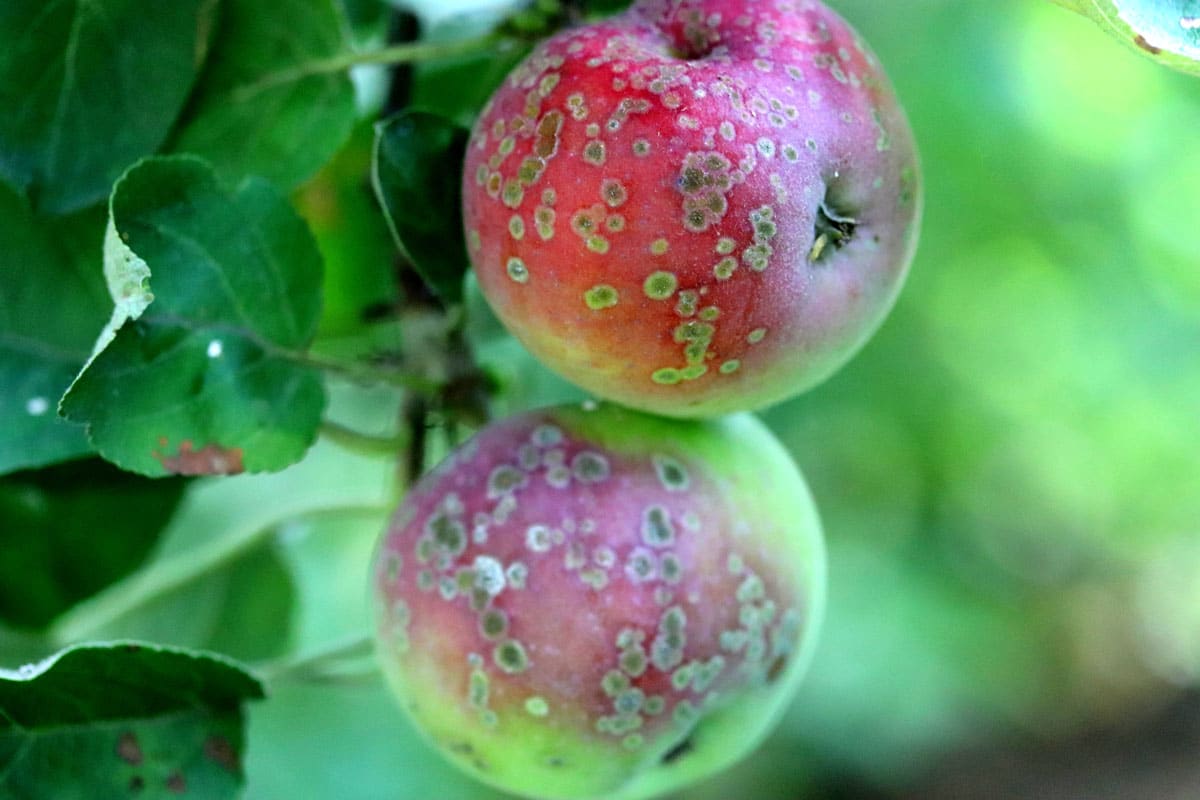 apples on a tree with apple scab disease