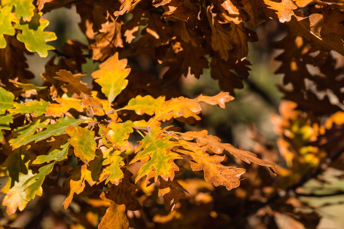 yellowing tree leaves with oak wilt disease