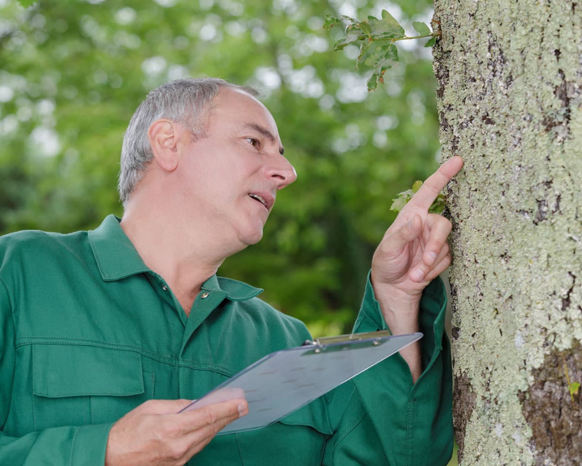 professional arborist looks at tree in washington to determine what's wrong with it
