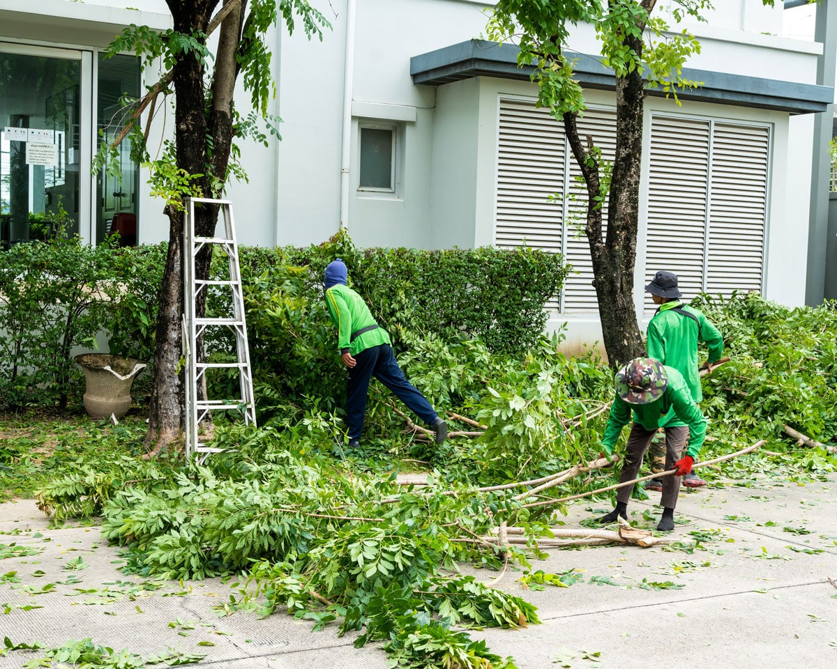 crew of people pruning trees in washington outside residential home