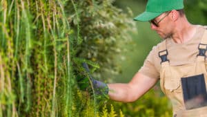 Planting trees in the fall provides enough growing time to establish root systems before harsh winter & summer months in western Washington state