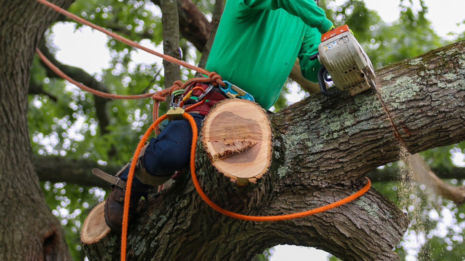 Washington arborist assists in damaged tree care and emergency storm clean up for homeowners near Seattle, WA and Puget Sound - Pacific Arboriculture