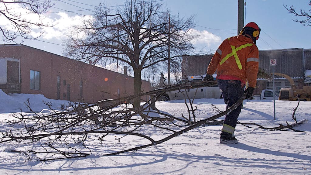 professional seattle arborist removes tree limbs from property during winter