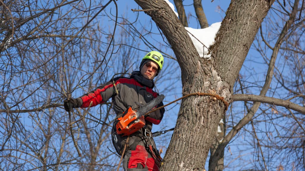 professional arborist in red and black prunes trees damaged by storms in winter